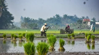 RI Dorong Peningkatan Produksi Kedelai untuk Swasembada Pangan dan Keamanan Pupuk