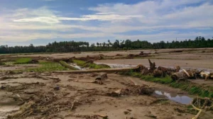 Sawah Pidie Jaya Tertimbun Lumpur Empat Bulan Pascabanjir, Petani Belum Bisa Tanam
