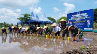 Tanam Padi 672 Hektar di Banyuwangi Dukung Target LTT Jawa Timur