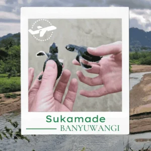 Tempat wisata terdekat dari Sukamade yang wajib dikunjungi