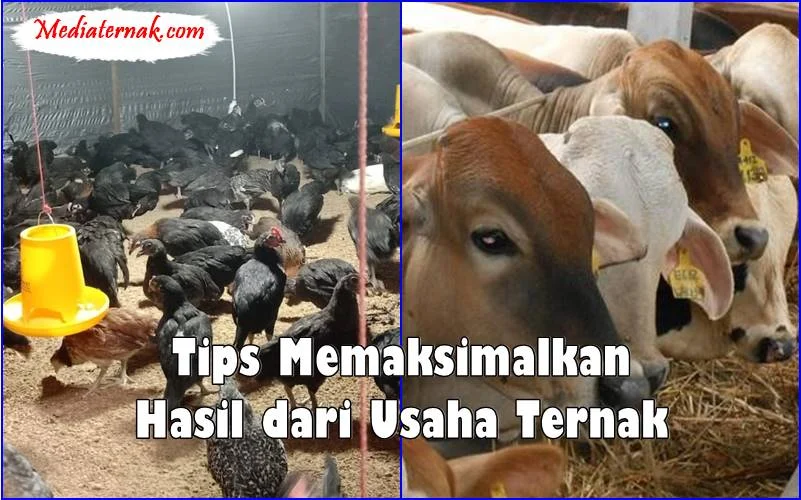 Tips Tambahan untuk Memaksimalkan Hasil