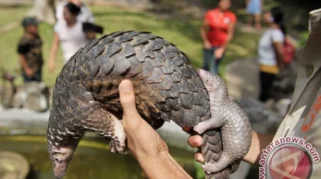 TNI AL Gagalkan Penyelundupan Sisik Trenggiling Senilai Rp 46,8 Miliar di Perairan Banten