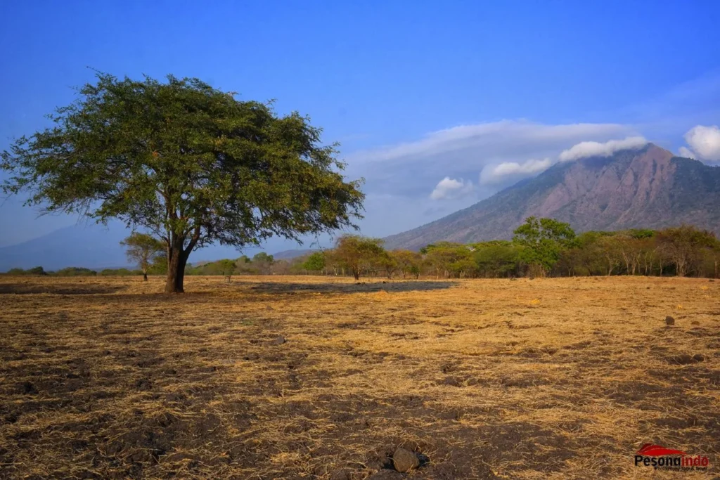 Usaha tour guide petualangan di Taman Nasional Baluran