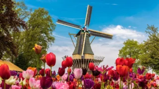 WA Luncurkan Studi Reparasi, Hadapi Kontroversi Eksekusi, dan Rayakan Festival Tulip 2026