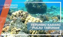 Wisata edukasi tentang terumbu karang di Banyuwangi: Lokasi dan Spot Unggulan