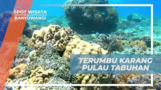 Wisata edukasi tentang terumbu karang di Banyuwangi: Lokasi dan Spot Unggulan