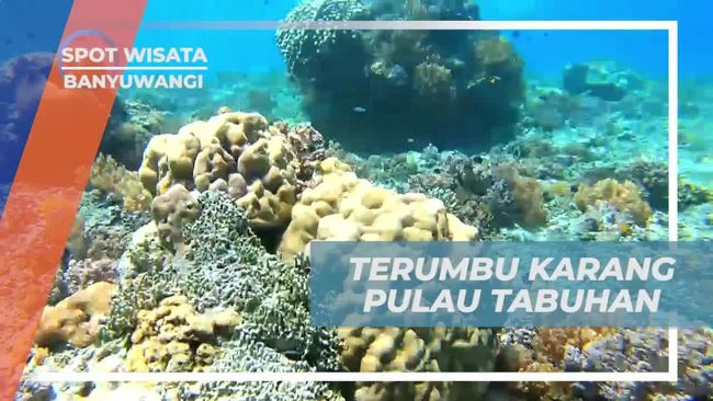 Wisata edukasi tentang terumbu karang di Banyuwangi: Lokasi dan Spot Unggulan