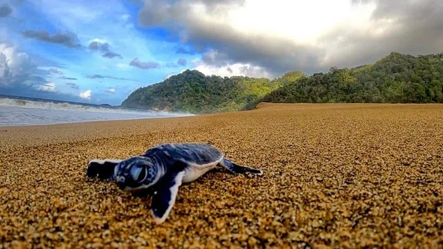 Wisata penangkaran penyu Sukamade: Sejarah dan Peran Penting
