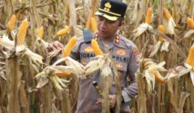 80 Ton Jagung di Gresik Dipanen sebagai Bukti Pengawalan Polri untuk Ketahanan Pangan