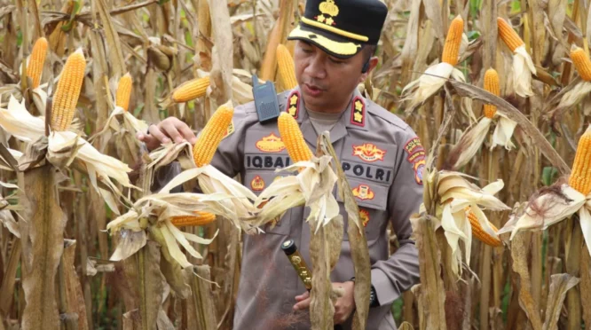 80 Ton Jagung di Gresik Dipanen sebagai Bukti Pengawalan Polri untuk Ketahanan Pangan