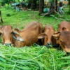 Adahi Layani Penyembelihan Ratusan Ribu Hewan Dam Setiap Hari Selama Musim Haji