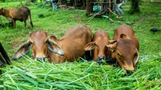 Adahi Layani Penyembelihan Ratusan Ribu Hewan Dam Setiap Hari Selama Musim Haji