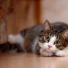 Alasan Ilmiah Manusia Terobsesi dengan Kucing, Ternyata Karena Ini!