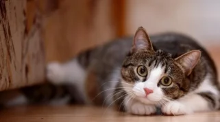 Alasan Ilmiah Manusia Terobsesi dengan Kucing, Ternyata Karena Ini!