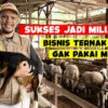 Alumni Unmuh Jember Yesita Karel Sukses Bangun Bisnis Domba di Tengah Tantangan