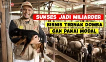 Alumni Unmuh Jember Yesita Karel Sukses Bangun Bisnis Domba di Tengah Tantangan
