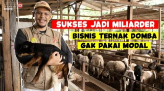 Alumni Unmuh Jember Yesita Karel Sukses Bangun Bisnis Domba di Tengah Tantangan