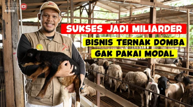 Alumni Unmuh Jember Yesita Karel Sukses Bangun Bisnis Domba di Tengah Tantangan