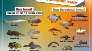Ancaman Spesies Ikan Asing Invasif Terhadap Ekosistem Perairan Indonesia