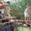 Apkasindo Desak Pemulihan Harga TBS Sawit Petani di Tengah Kebijakan Ekspor Satu Pintu