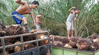 Apkasindo Desak Pemulihan Harga TBS Sawit Petani di Tengah Kebijakan Ekspor Satu Pintu
