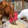 Ayam Makan Ayam, Kebiasaan Sepele yang Berisiko bagi Kesehatan dan Produksi Unggas