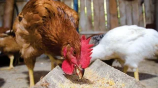 Ayam Makan Ayam, Kebiasaan Sepele yang Berisiko bagi Kesehatan dan Produksi Unggas