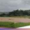 Banjir Sungai Menjangan Rendam 60 Hektare Sawah Siap Panen di Lumajang