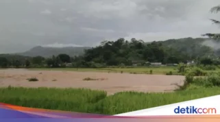 Banjir Sungai Menjangan Rendam 60 Hektare Sawah Siap Panen di Lumajang