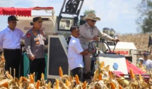 Bantuan Presiden Tiba, Petani Tuban Panen Jagung dengan Mesin Modern