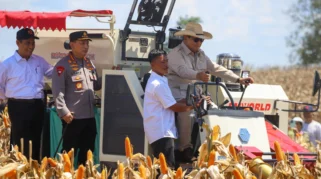 Bantuan Presiden Tiba, Petani Tuban Panen Jagung dengan Mesin Modern