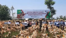 Bantuan Presiden Tiba, Petani Tuban Panen Jagung dengan Teknologi Modern