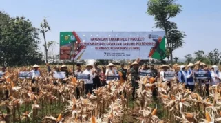 Bantuan Presiden Tiba, Petani Tuban Panen Jagung dengan Teknologi Modern
