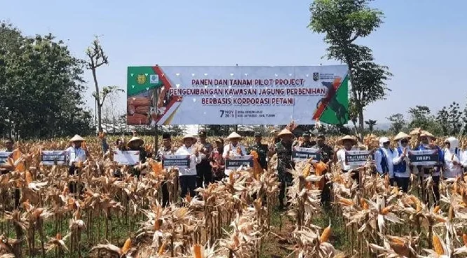 Bantuan Presiden Tiba, Petani Tuban Panen Jagung dengan Teknologi Modern
