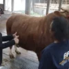 Bantuan Sapi Kurban Presiden Perkuat Peternak Lokal di Lumajang