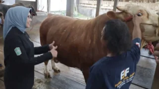 Bantuan Sapi Kurban Presiden Perkuat Peternak Lokal di Lumajang