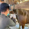 Barantin Perketat Karantina Hewan Kurban, 275 Sapi Asal NTT Masuk Tanjung Priok