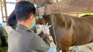 Barantin Perketat Karantina Hewan Kurban, 275 Sapi Asal NTT Masuk Tanjung Priok
