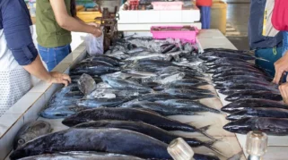 BGN Sarankan SPPG di Natuna Hindari Ikan Laut untuk Mencegah Keracunan