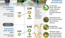 BPS Sebut Capaian Produksi Padi Nganjuk di 2025 Tertinggi 5 Tahun Terakhir