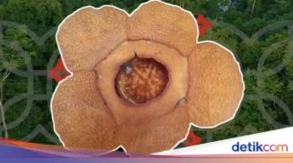 BRIN Temukan Beragam Flora Baru Indonesia dari Rafflesia hingga Nepenthes