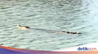 Buaya Serang Warga di Tinambung Polman Ditemukan Mati di Sungai Mandar Diduga Diracun