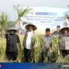 Bulog Bondowoso Berhasil Lampaui Target Serapan Gabah Tahun 2026