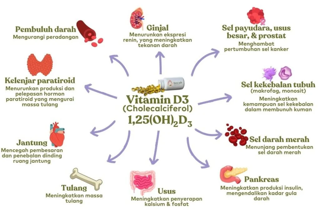 Cara Mengoptimalkan Penyerapan Vitamin D dalam Diet