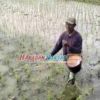 Curhat Petani Jagung Soal Pupuk Subsidi, DKP3 Kota Banjar Langsung Buka Suara