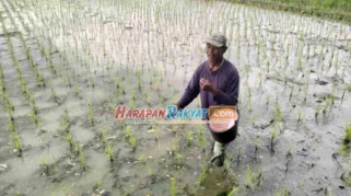 Curhat Petani Jagung Soal Pupuk Subsidi, DKP3 Kota Banjar Langsung Buka Suara