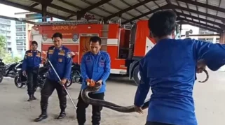Damkar Bondowoso Berhasil Evakuasi Ular Piton yang Masuk ke Rumah Warga Sekarputih