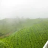 Dari Kebun Berkabut hingga Meja Makan, Begini Perjalanan Sehelai Daun Teh