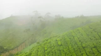 Dari Kebun Berkabut hingga Meja Makan, Begini Perjalanan Sehelai Daun Teh