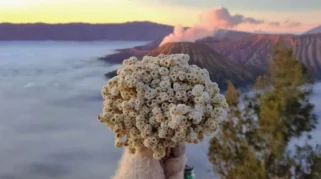 Di Tengah Kabut Bromo, Edelweis Menjadi Simbol Cinta yang Tak Pernah Layu
